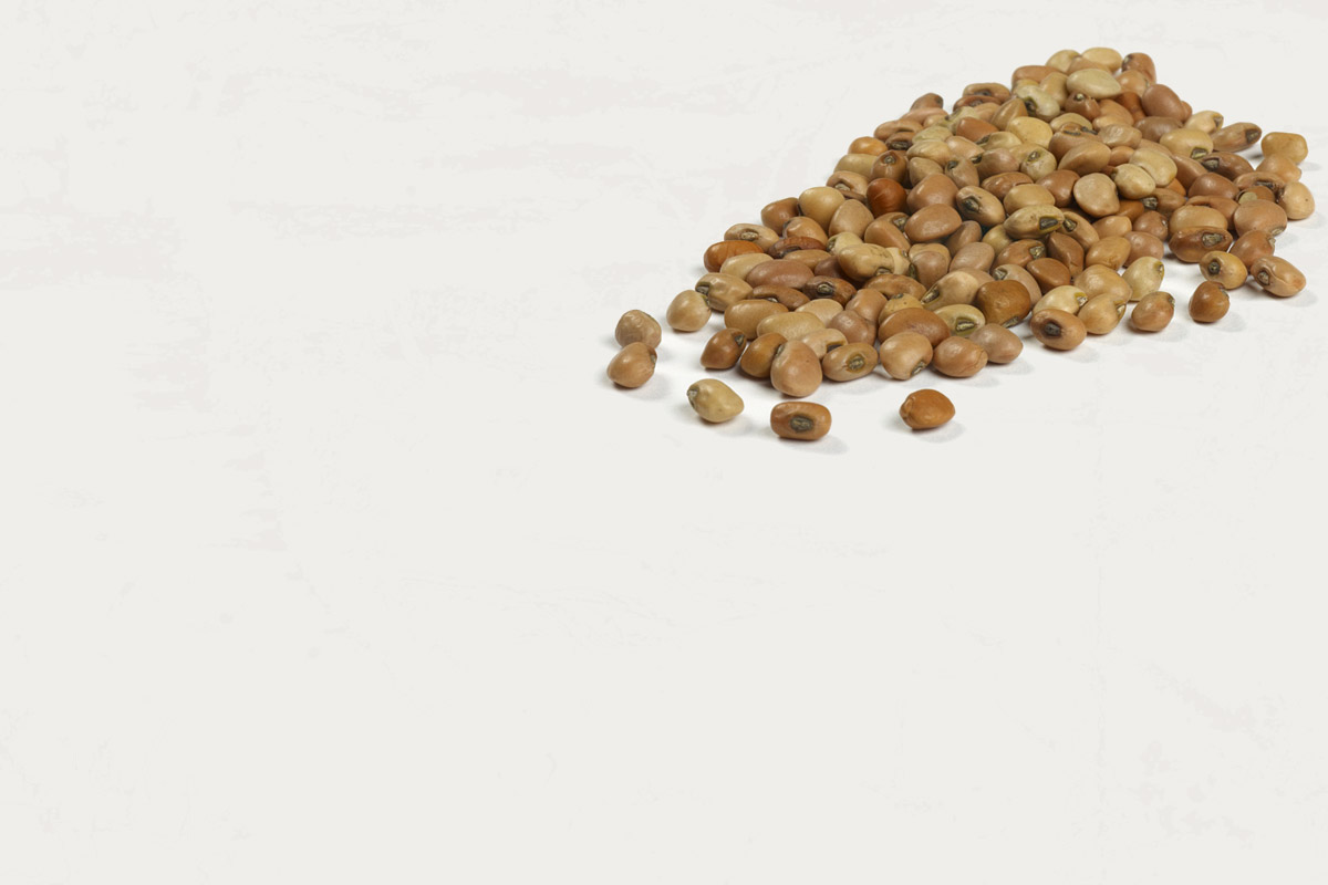 What Are Field Peas? Camellia Brand