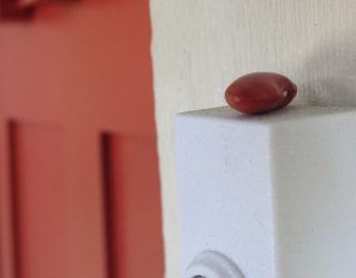 a single red bean on a door bell