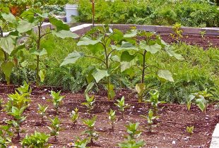 Garden at a Farm