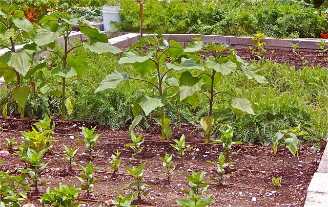 Garden at a Farm