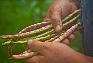 a close up of a farmer holding seeds