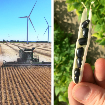 Combine tracktor harvesting wheat while wind turbines spin in the background beside it a hand holding an open pod of black beans.