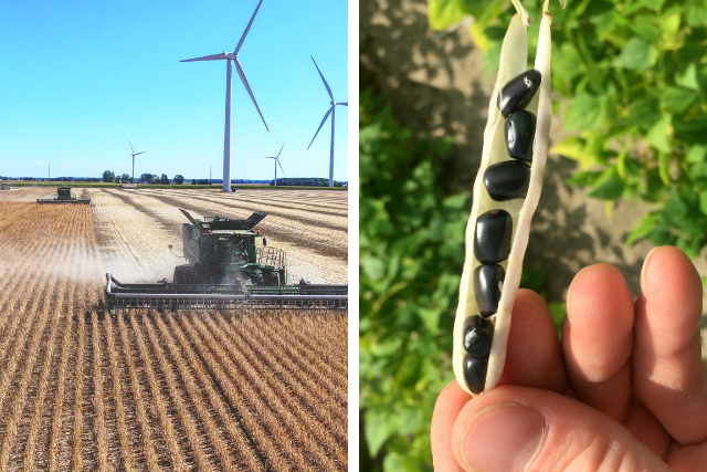 Combine tracktor harvesting wheat while wind turbines spin in the background beside it a hand holding an open pod of black beans.